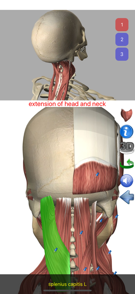 3D model and anatomical diagram of head and neck muscles in Visual Anatomy app