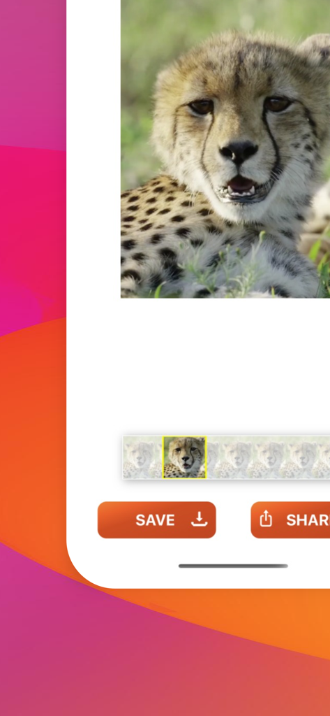 Live Photo Converter . - Interface of Live Photo Converter app showing how to extract a high quality still frame from a video of a cheetah
