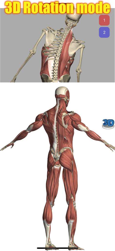 Posterior view of the human muscular system in 3D rotation mode
