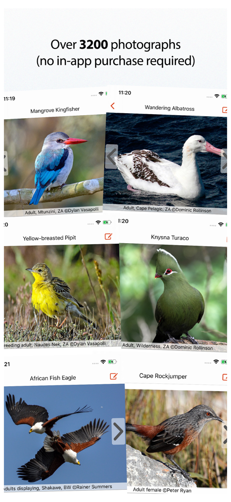 Sasol eBirds Southern Africa - 사솔 이버즈 앱의 나이즈나 투라코 및 아프리카 물수리를 포함한 고품질 조류 사진 콜라주