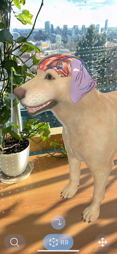 Animal Anatomy AR - Una vista de realidad aumentada de un modelo de perro 3D que muestra la anatomía interna de la cabeza, incluidas las venas y los músculos.