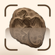 Fossil Identifier: Scan Fossil