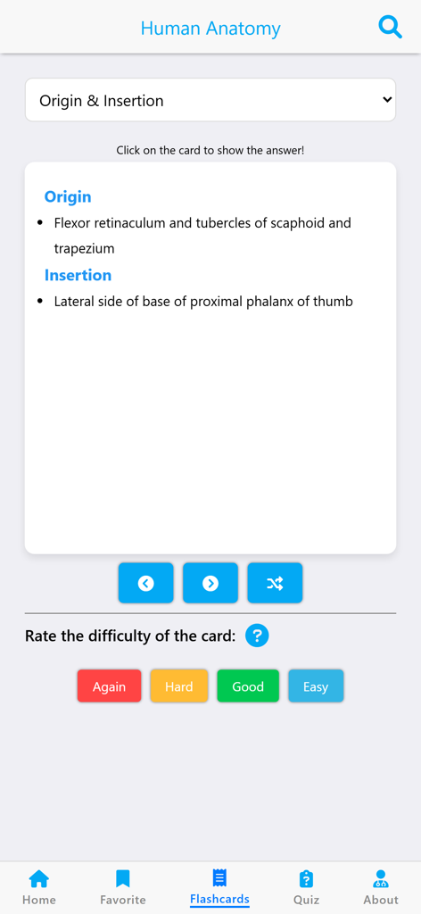 A flashcard from the Learn Muscles Anatomy app showing the origin and insertion details of a muscle with study difficulty buttons.