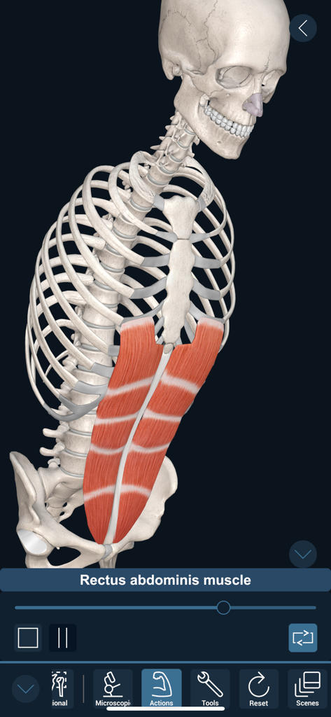 3D Organon - A 3D anatomical model of the human rectus abdominis muscle highlighted on a skeletal structure.