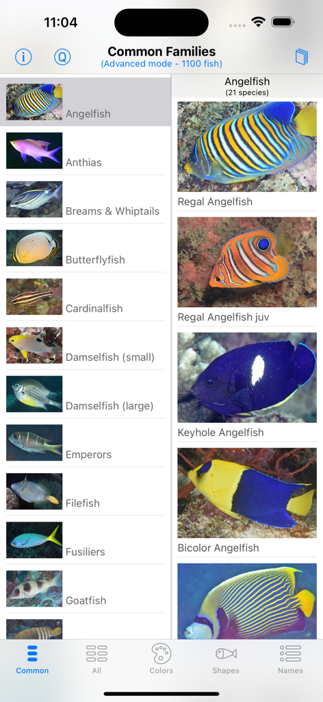 Philippines Fish ID - Philippines Fish ID app interface showing common fish families and a list of angelfish species with photos