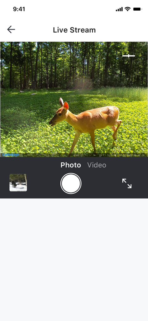 Interfaccia dell'app Camojojo che mostra uno streaming live di un cervo in una radura boscosa soleggiata