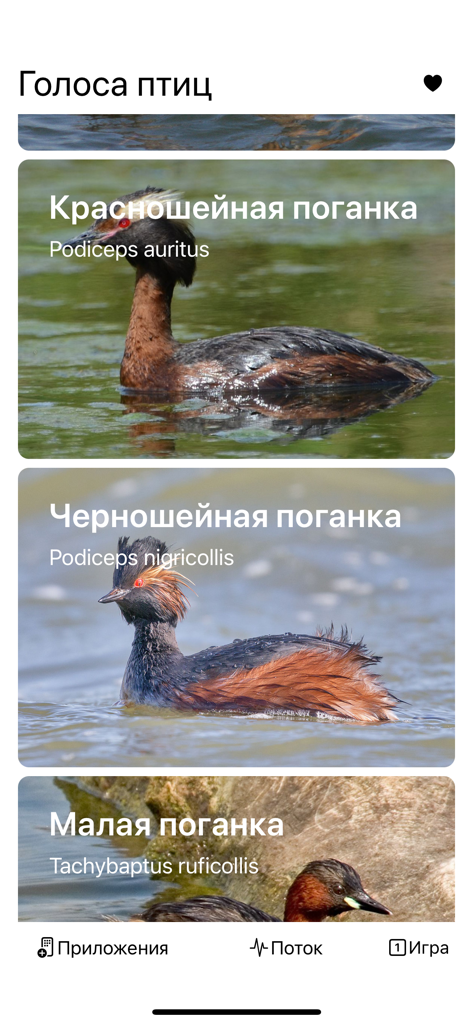 Mobile app interface showing a list of grebe species with their Russian and Latin names.