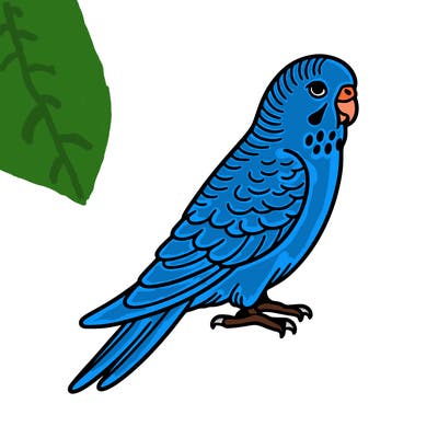 parakeet
