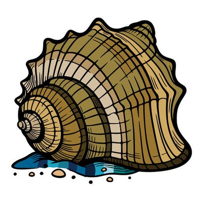 sea shell