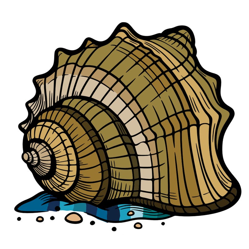 sea shell
