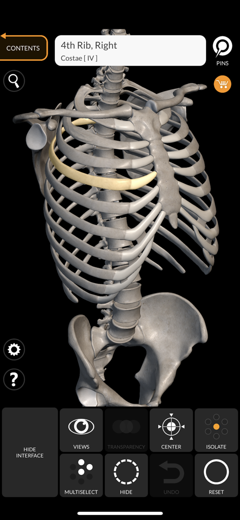 A 3D model of a human ribcage with the fourth right rib highlighted in a medical anatomy application.