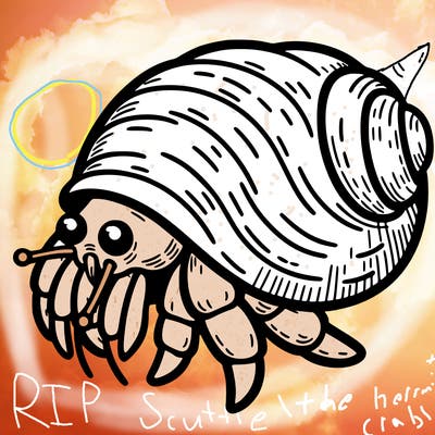 hermit crab
