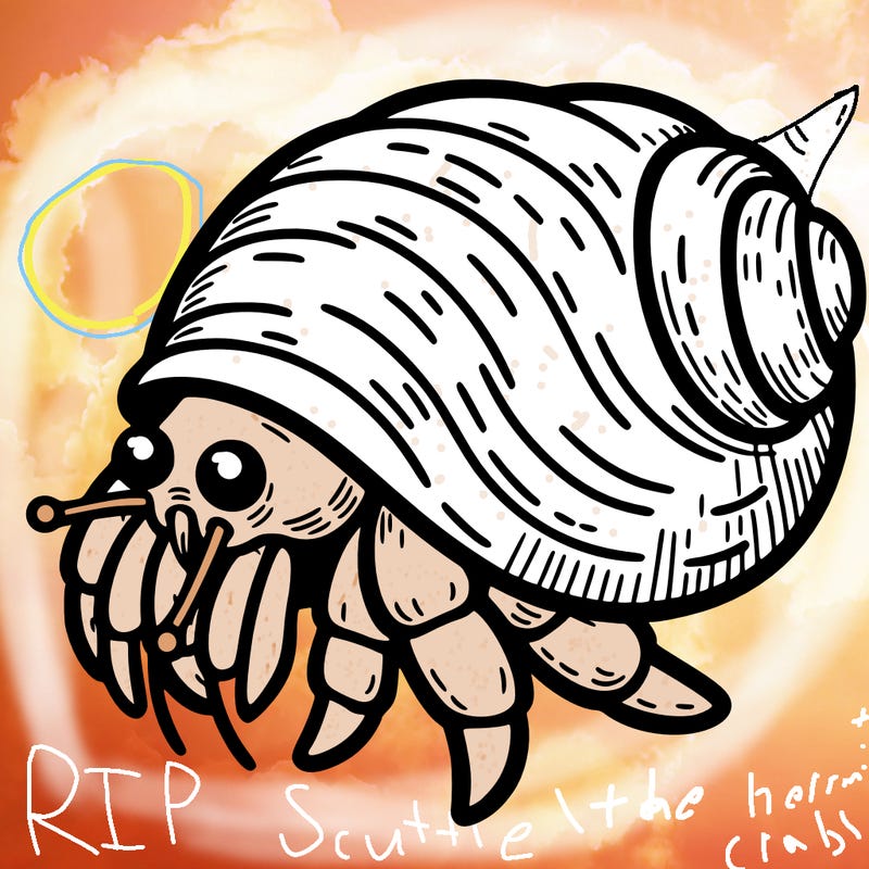 hermit crab
