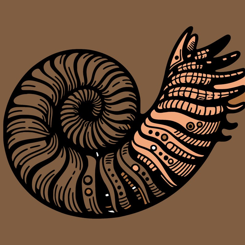 ammonite