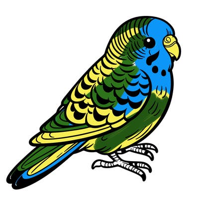 budgie