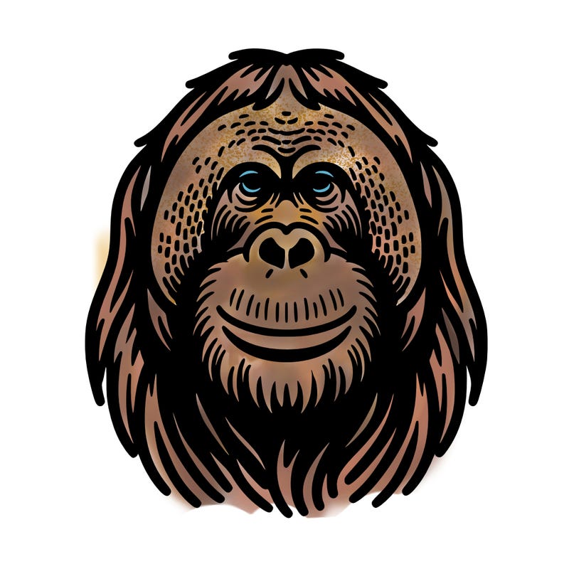 orangutan