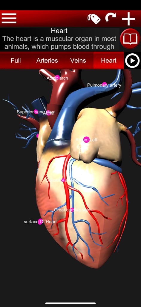 Circulatory System 3D Anatomy - A detailed 3D anatomical model of a human heart with labeled arteries and veins from a medical study app