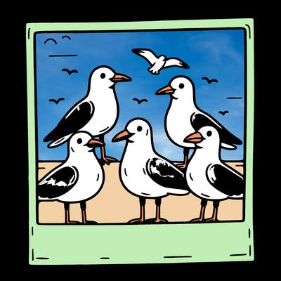 seagulls in a polaroid picture
