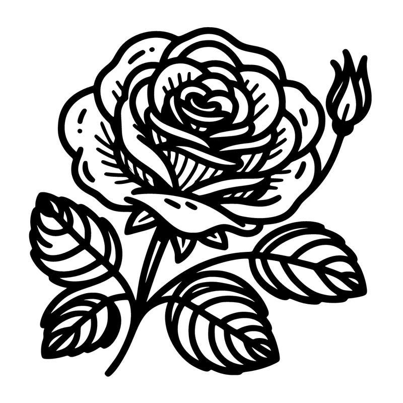 beautiful rose