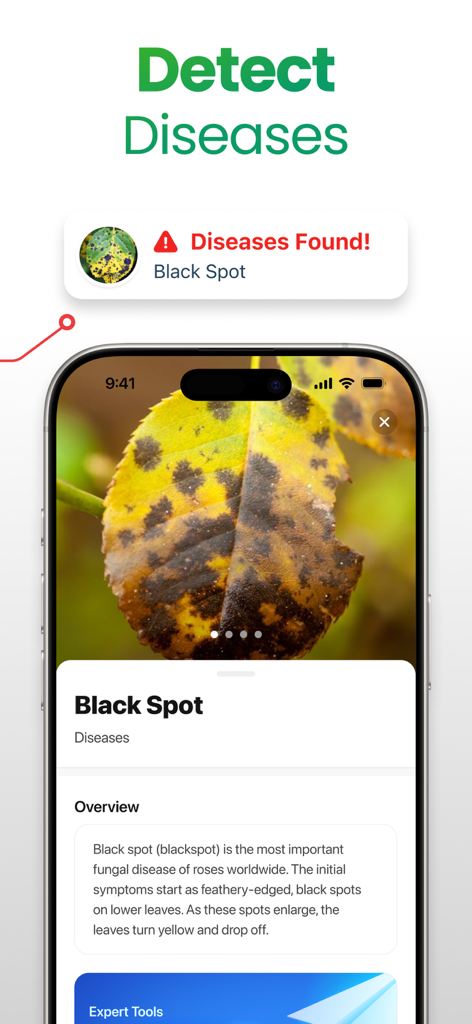 Écran de Plant App identifiant la maladie des taches noires sur une feuille jaune