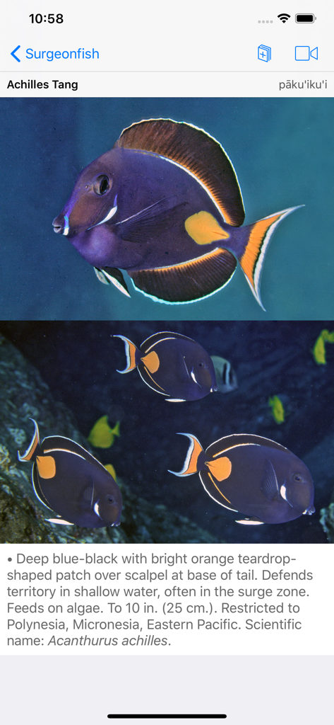 Profilo della specie per il Pesce chirurgo di Achille che mostra foto e dettagli descrittivi nell'app Snorkel Fish Hawaii