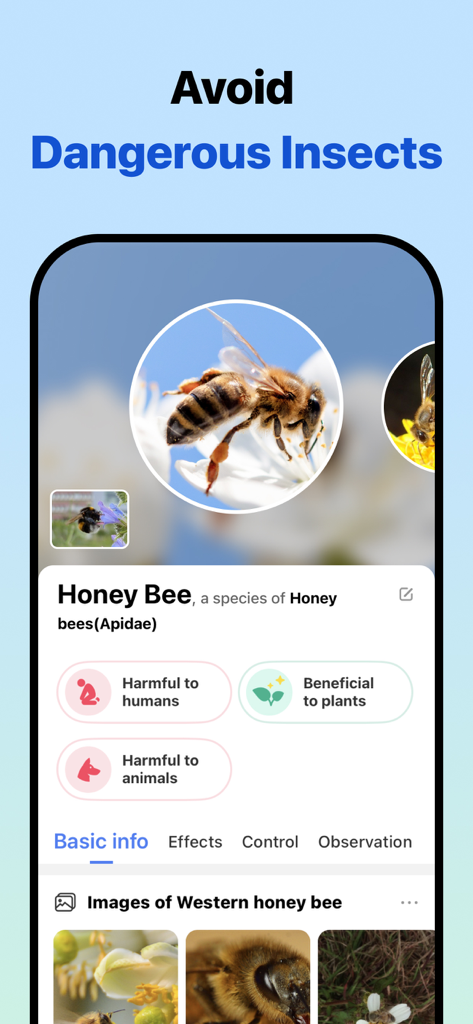 A screenshot of the Picture Insect app identifying a Honey Bee with details on its safety and ecological benefits