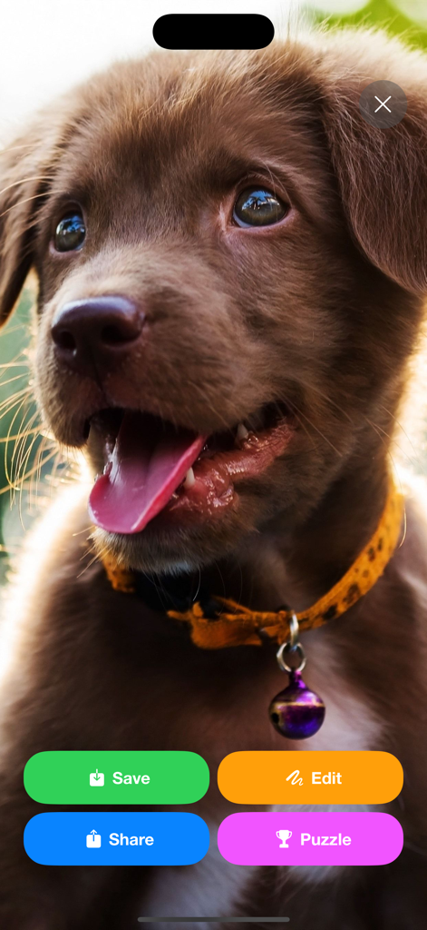 Wallpapers HD: 4K Themes - Vista previa de un lindo fondo de pantalla de cachorro marrón con botones para guardar, editar, compartir y puzzle.