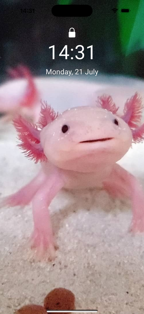 A cute pink axolotl with fluffy gills used as an iPhone lock screen wallpaper