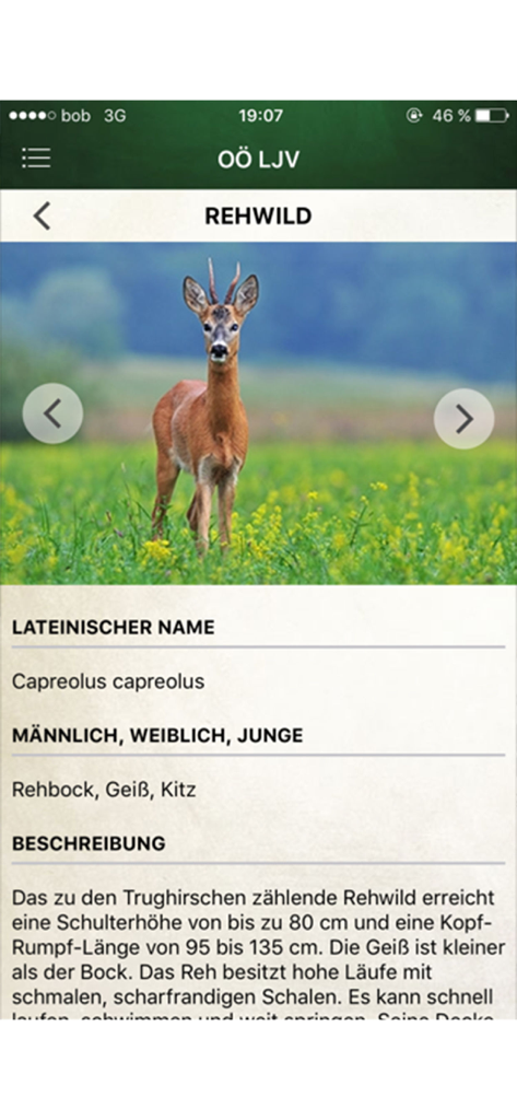 Handy-App-Bildschirm mit biologischen Fakten und einem Bild eines Rehs in der OOE LJV Jagd-App