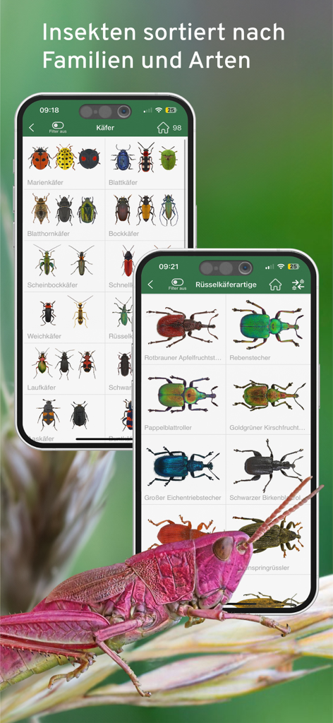 Insektenfuehrer Pro Natura mobile app displaying insect species sorted by family and a detailed grasshopper photo