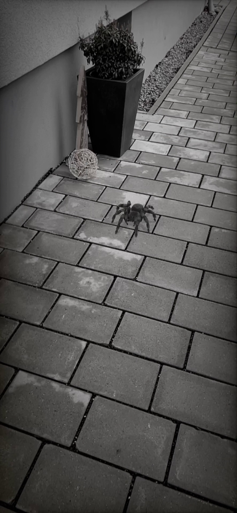 Realistic AR tarantula on a stone walkway with black and white filter
