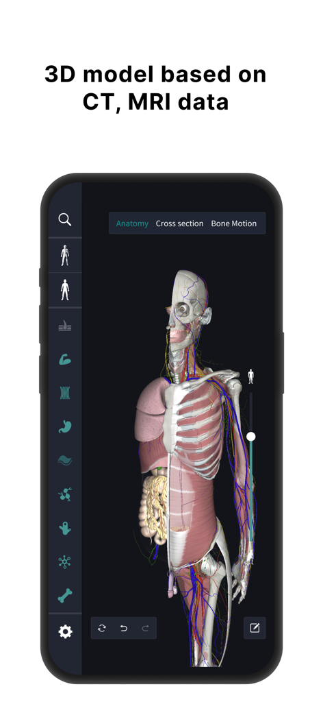 3D human anatomy model showing organs and muscles based on MRI data