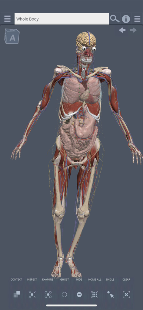 Primal's 3D Whole body - Interactive 3D human anatomy model of the whole body in Primal's medical app
