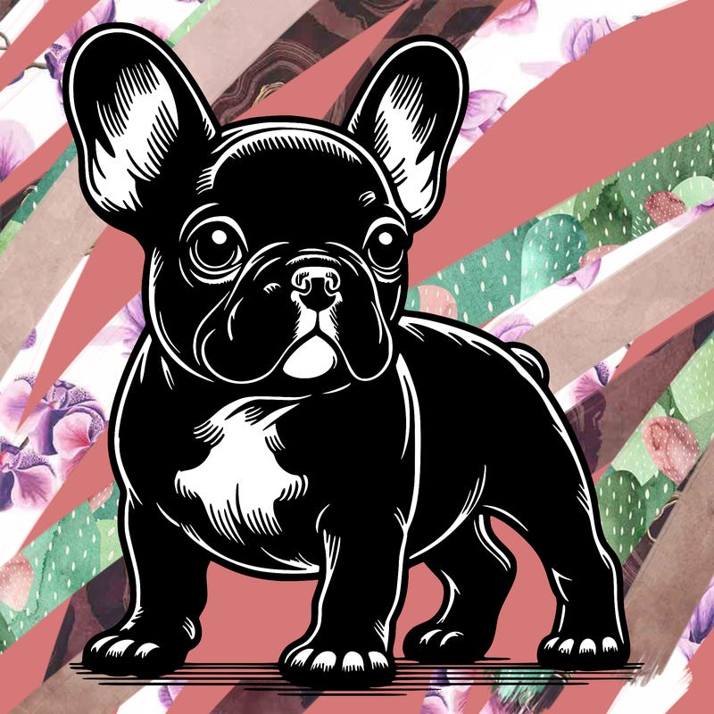 black french bulldog