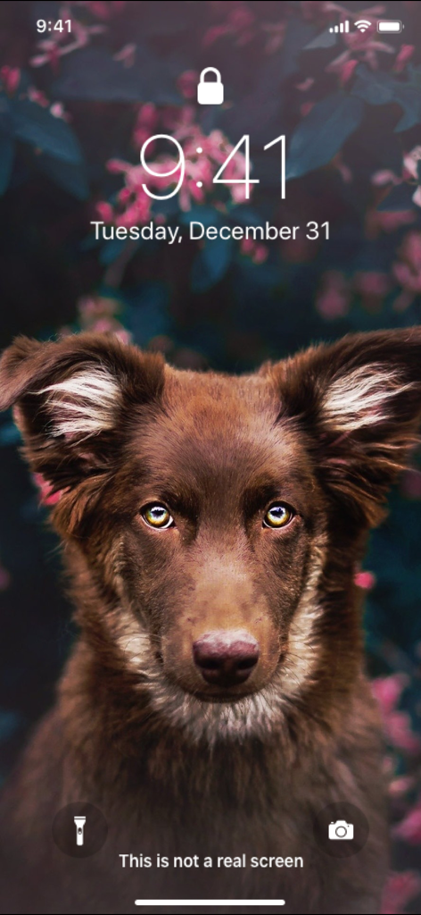 An iPhone lock screen displaying a high resolution wallpaper of a brown dog with striking yellow eyes