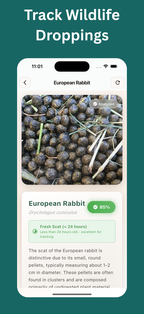 Animal Scat Identifier: Scan - Animal Scat Identifier app screen showing the AI identification results for European Rabbit droppings with a confidence score