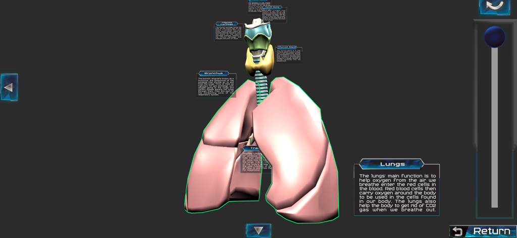 Interactive 3D model showing the human respiratory system with lungs and trachea labels