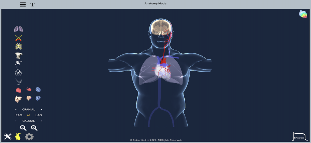 Heart Simulator - 3D human anatomy visualization with heart and lungs in Heart Simulator app Anatomy Mode