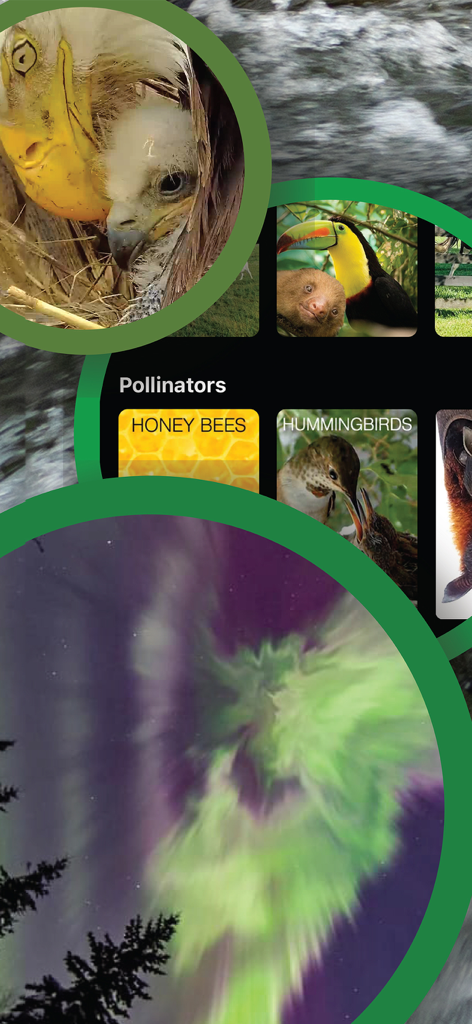 Colagem de câmeras de natureza ao vivo com águias, polinizadores e a aurora boreal no aplicativo Explore.org.