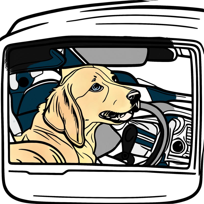 dog in car