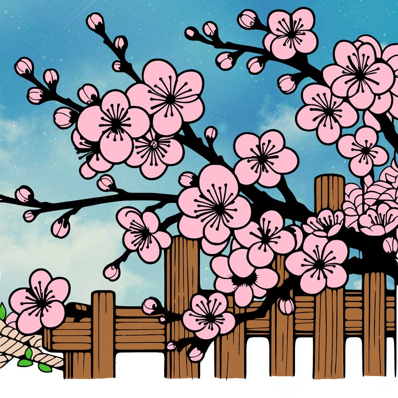 japan cherry blossom