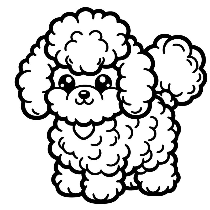 kinda fluffy toy poodle
