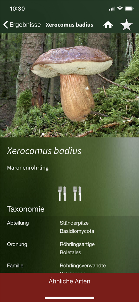 Detaillierter Identifizierungsbildschirm für eine Pilzart in der PilzSnap-App mit Fotos und wissenschaftlicher Taxonomie