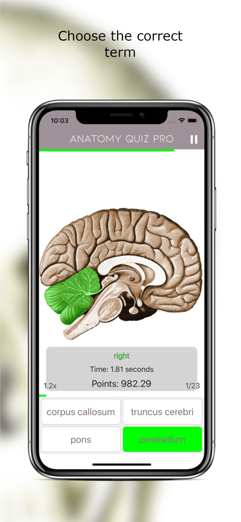 Anatomy Quiz Lite - Anatomy Quiz Lite app interface showing a brain anatomy multiple choice question identifying the cerebellum.