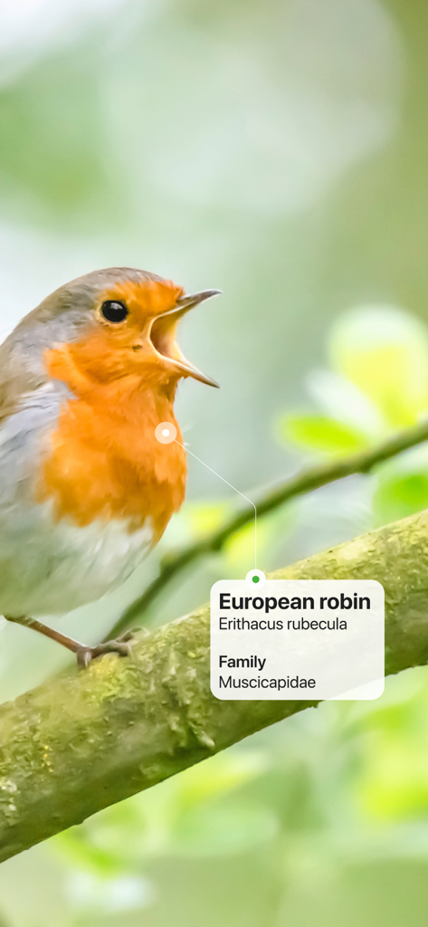 Picture Bird - Bird Identifier - Picture Birdアプリを使用して、枝にいるヨーロッパコマドリを識別している様子。