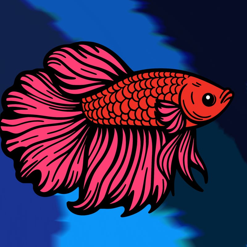 betta fish
