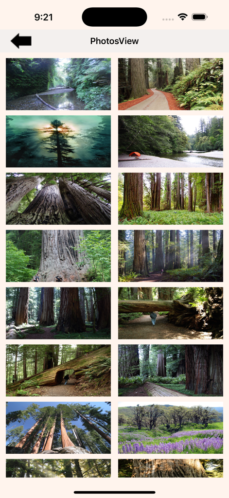 Redwood = National Park - Grid view of beautiful Redwood National Park photos showing giant trees and forest trails