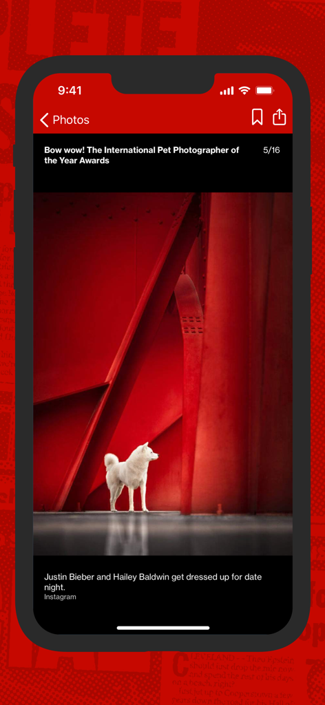 New York Post for iPhone - A high-resolution photo of a white dog in a gallery within the New York Post app.