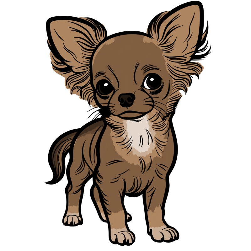 chihuahua