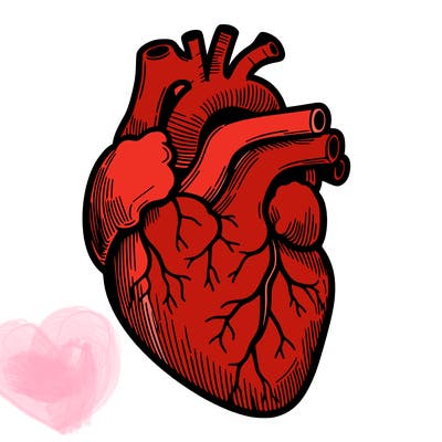 a realistic human heart